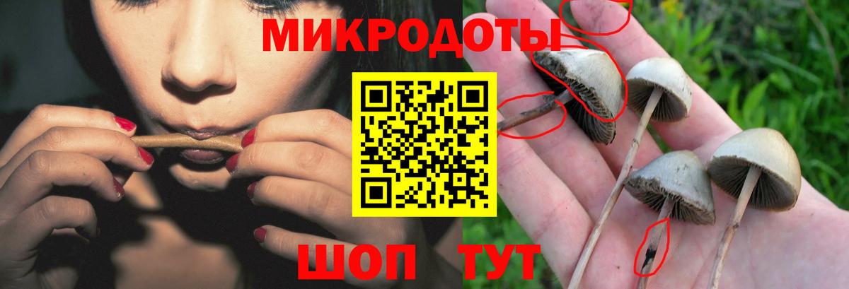 Галлюциногенные грибы Psilocybe Дербент